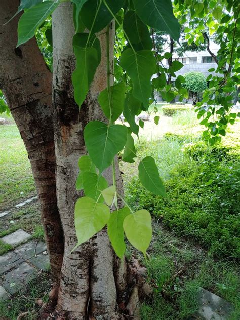 菩提樹葉子功能